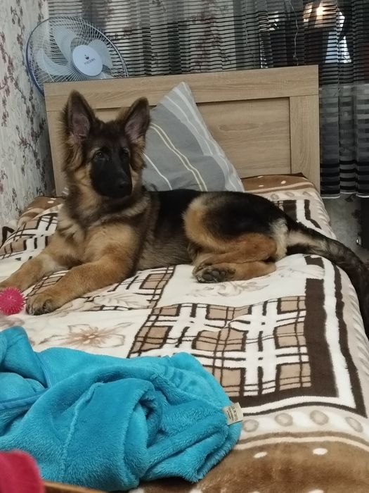 Щенок немецкой овчарки
