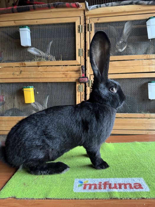 Vând femelă uriaș german negru!