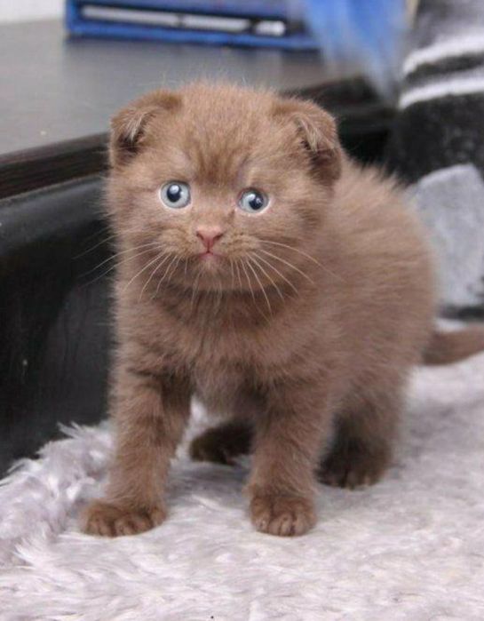 Котята британские