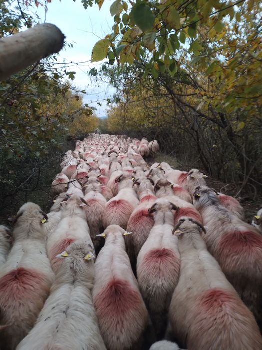 Se dau spre vanzare oi