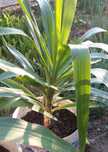 Vand Planta Yucca