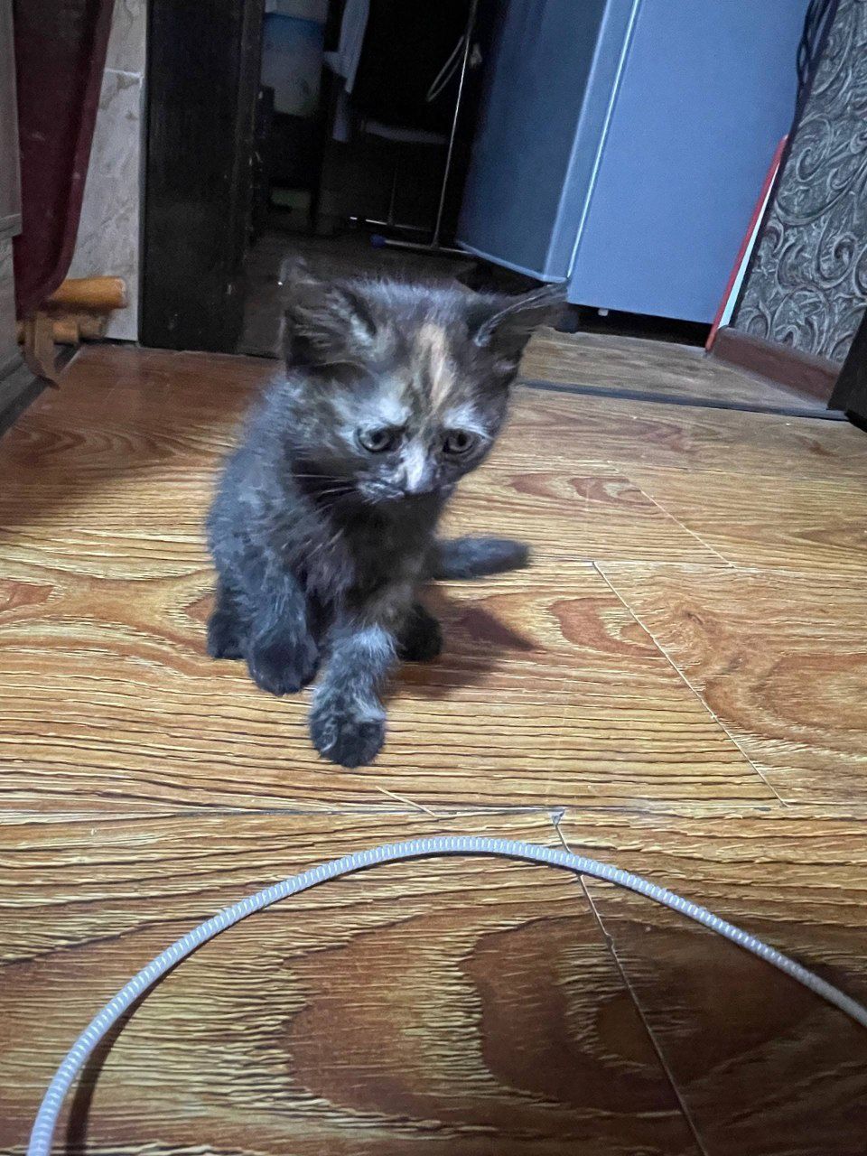 Котики и их мама