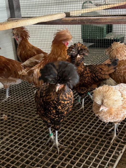 Pereche Păduane și Familie Hamburg