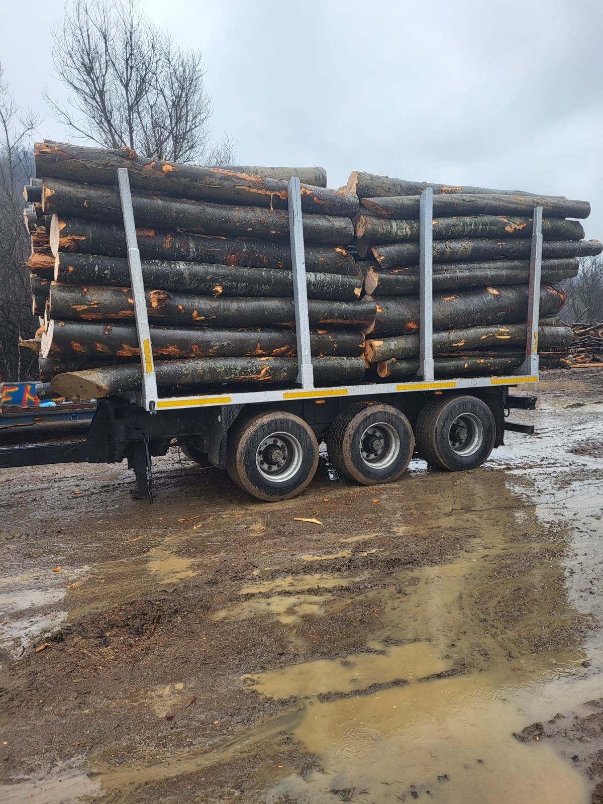 Lemn foc fag 300 m stern  transport inclus