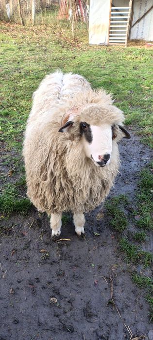 Vind berbecuț din primăvară.