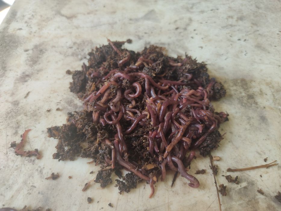 Биогумус, Калифорнийские черви