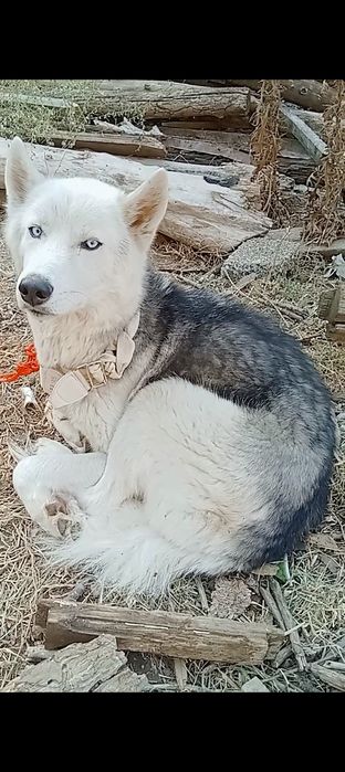 Haski zoti toza sotiladi