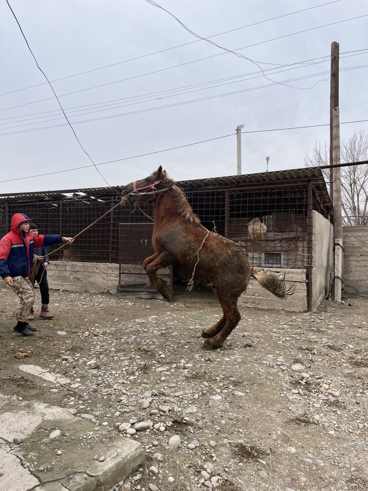 Российский тяжеловоз 3 жас