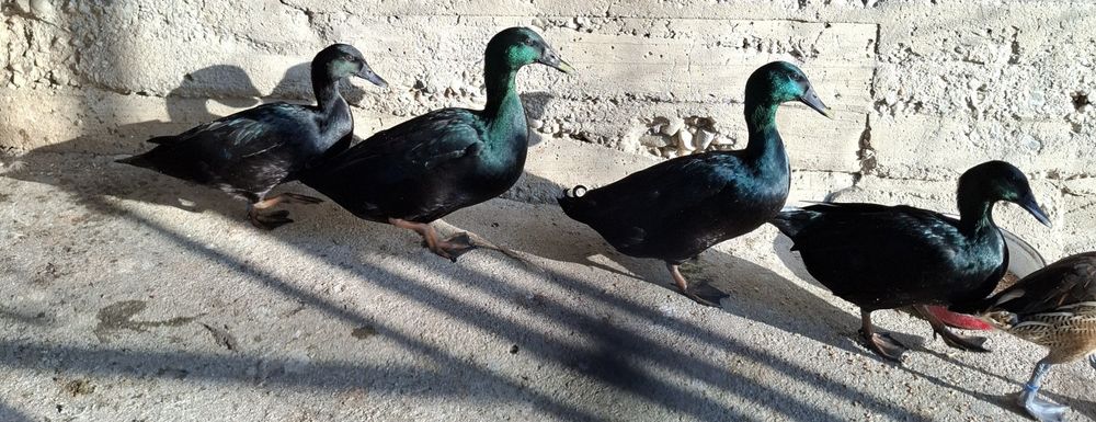 Rațe Smarald, Trimit în țară