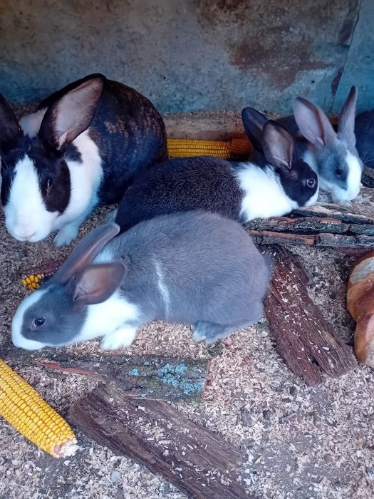 Iepuri hycole  de vanzare.