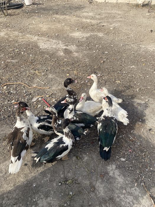 Продам курей шипуны 2000