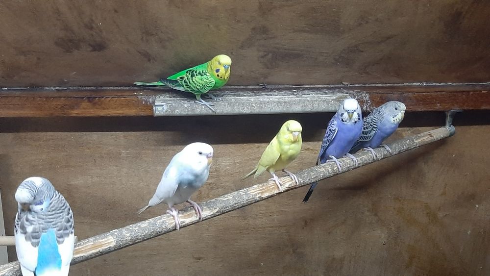 Totiqushlar sotiladi. Turi:Volnisti