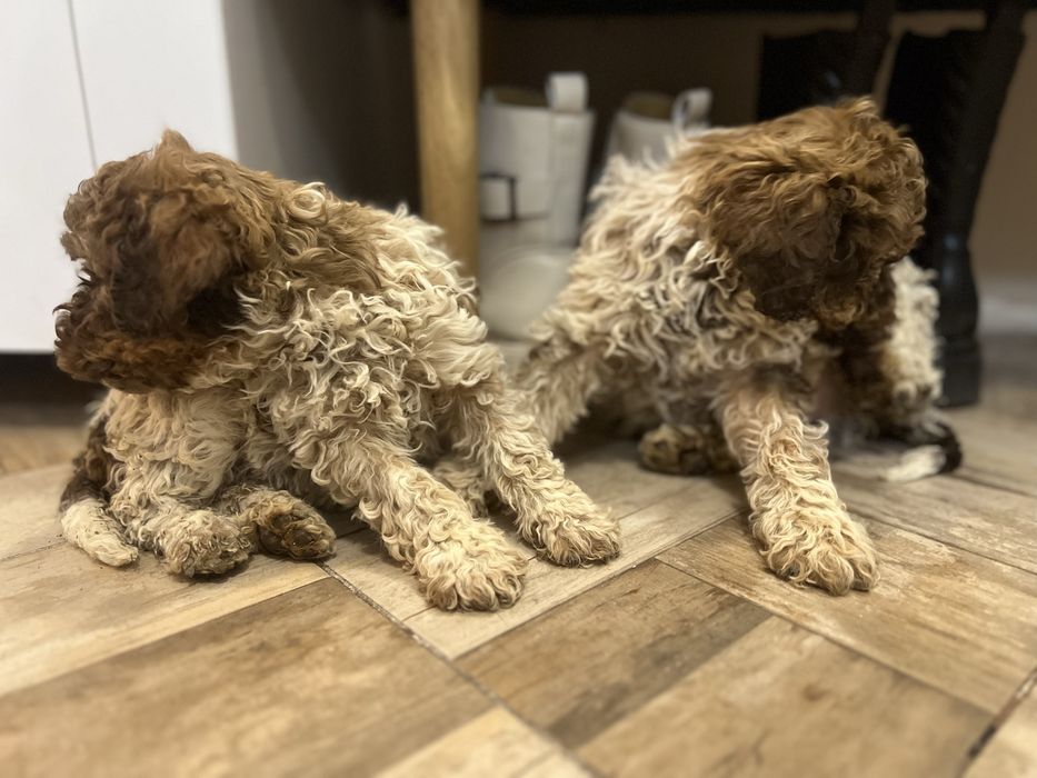 Кученца Lagotto Romagnolo