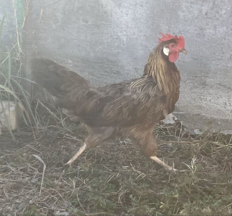 Vand puicuta gaina italiana