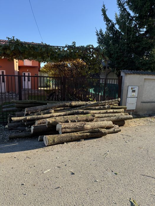 Vand lemne salcam de foc sau stalpi, bulumaci