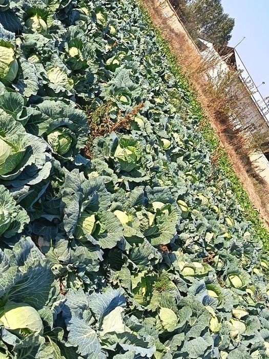 Karom sotiladi 10tonna atrofida