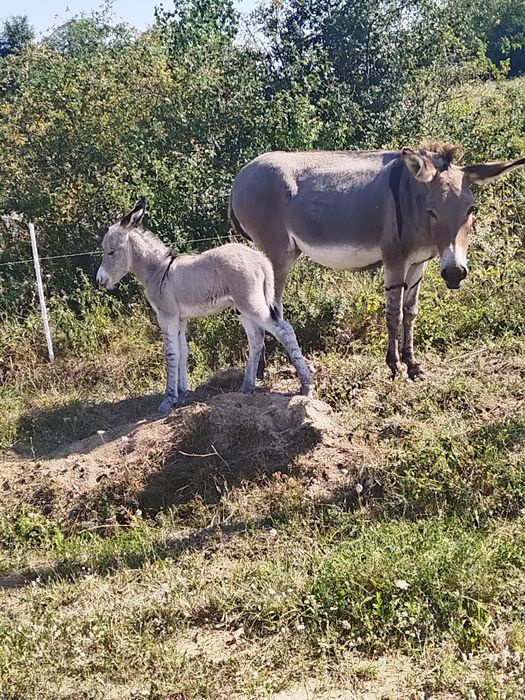 2 măgărițe cu pui