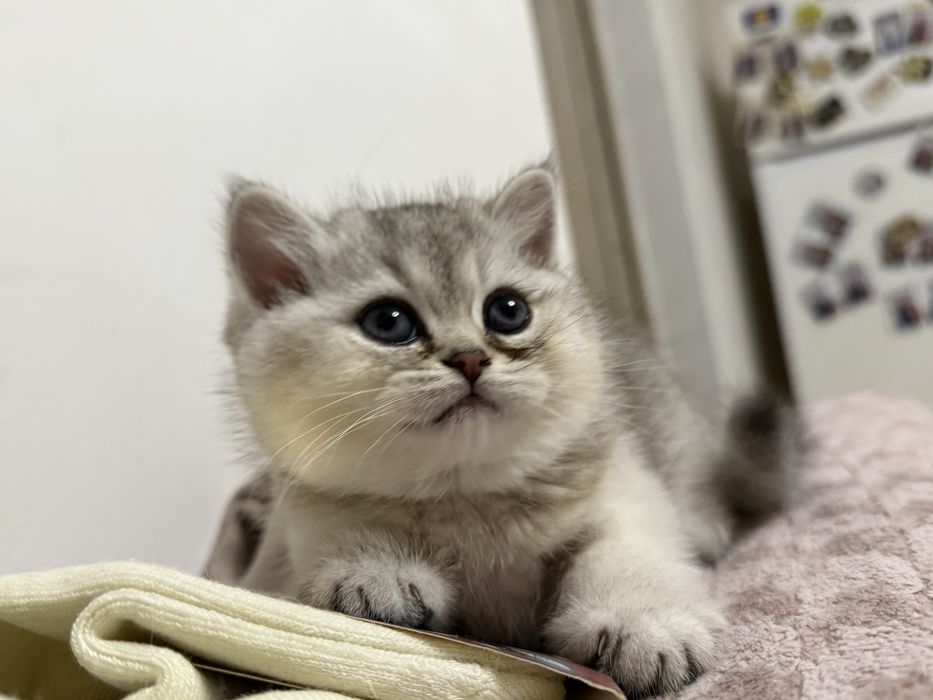 De vanzare British chinchila silver cu british golden