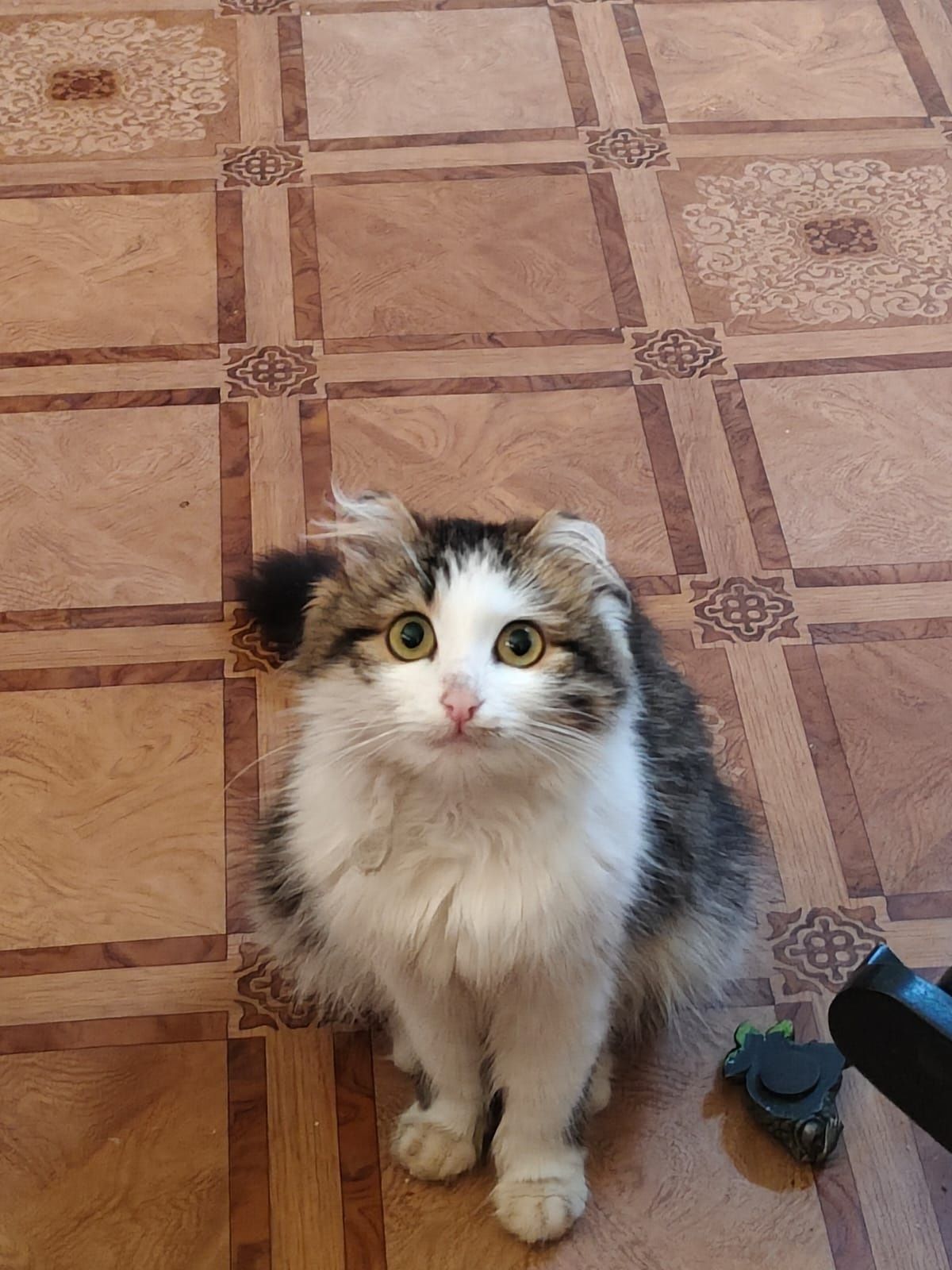 Кошечка в добрые руки