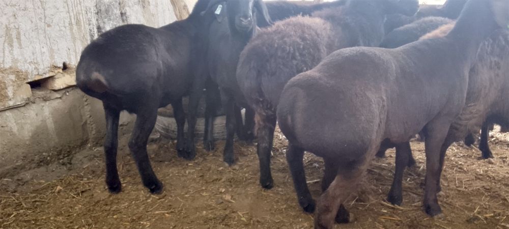 Казоки Бугоз куйлар 4500 дан