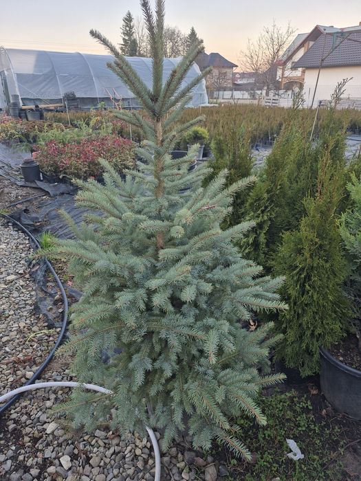 Brad/molid argintiu 150-160cm