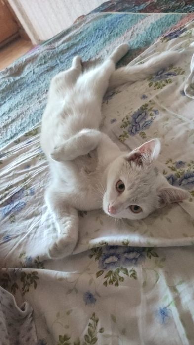 Послушный,поиграть любит ,чистый отдам за хорошие руки