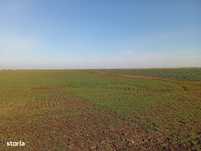 Teren agricol in Curtici
