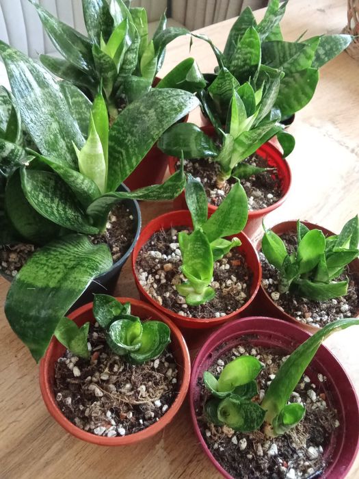 Сансивьерия компактное растение