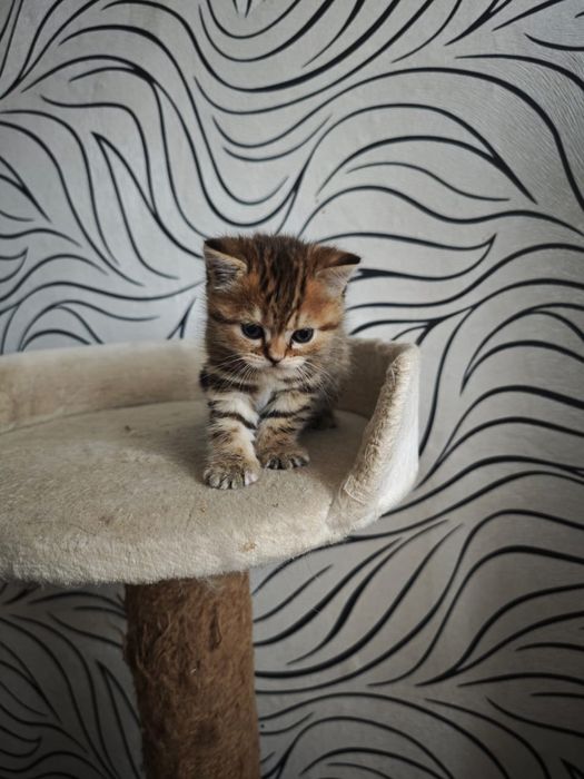 Котенка британский вислоухий
