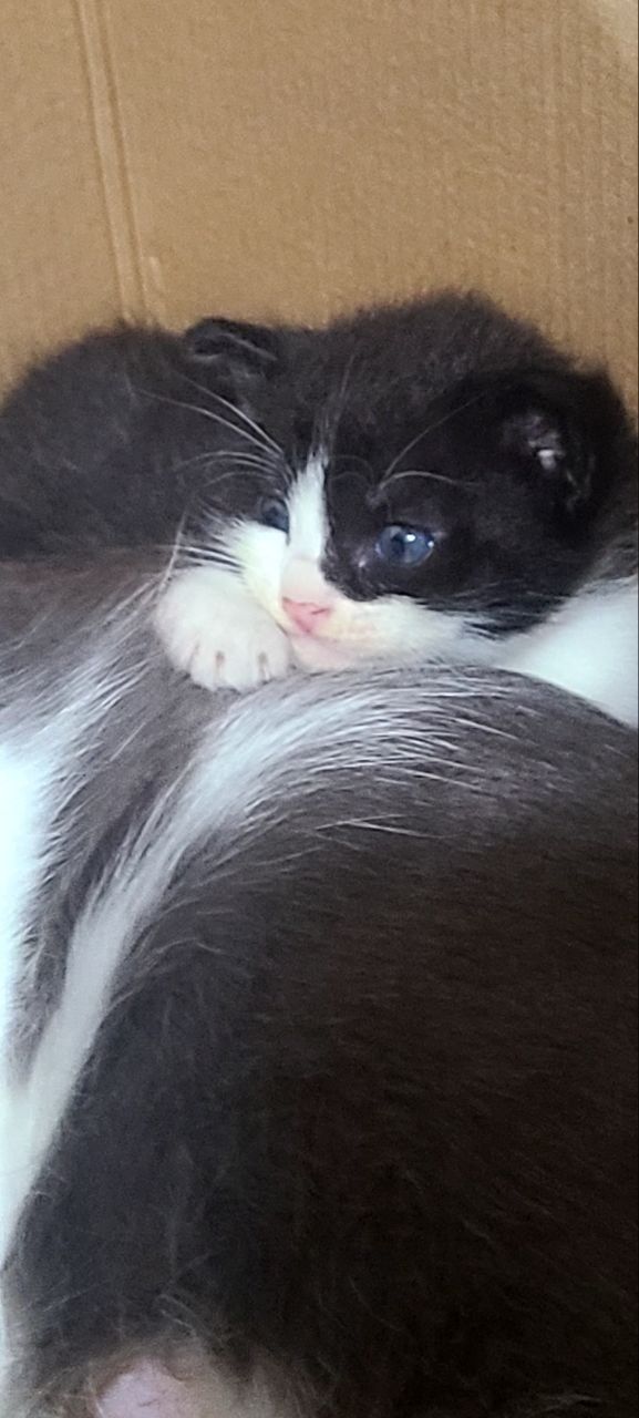 котята скоттиш фолд