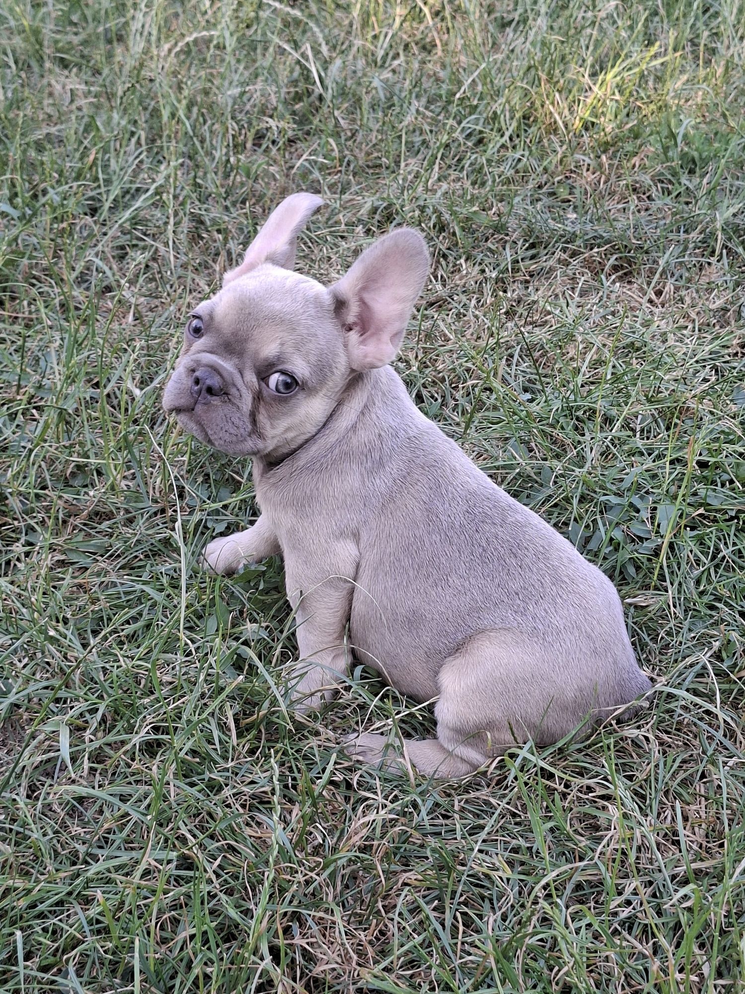 Bulldog Francez femelă