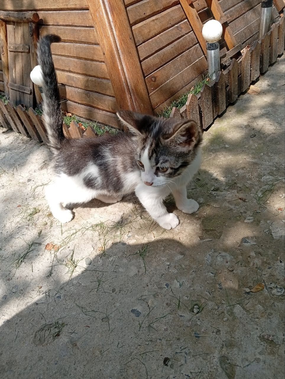 Котятки в добрые руки