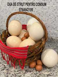 Oua de Strut proaspete pentru consum.