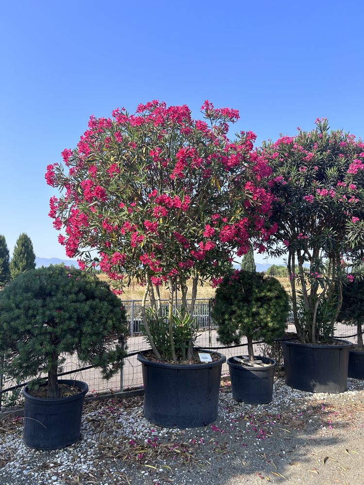 Plante ornamentale