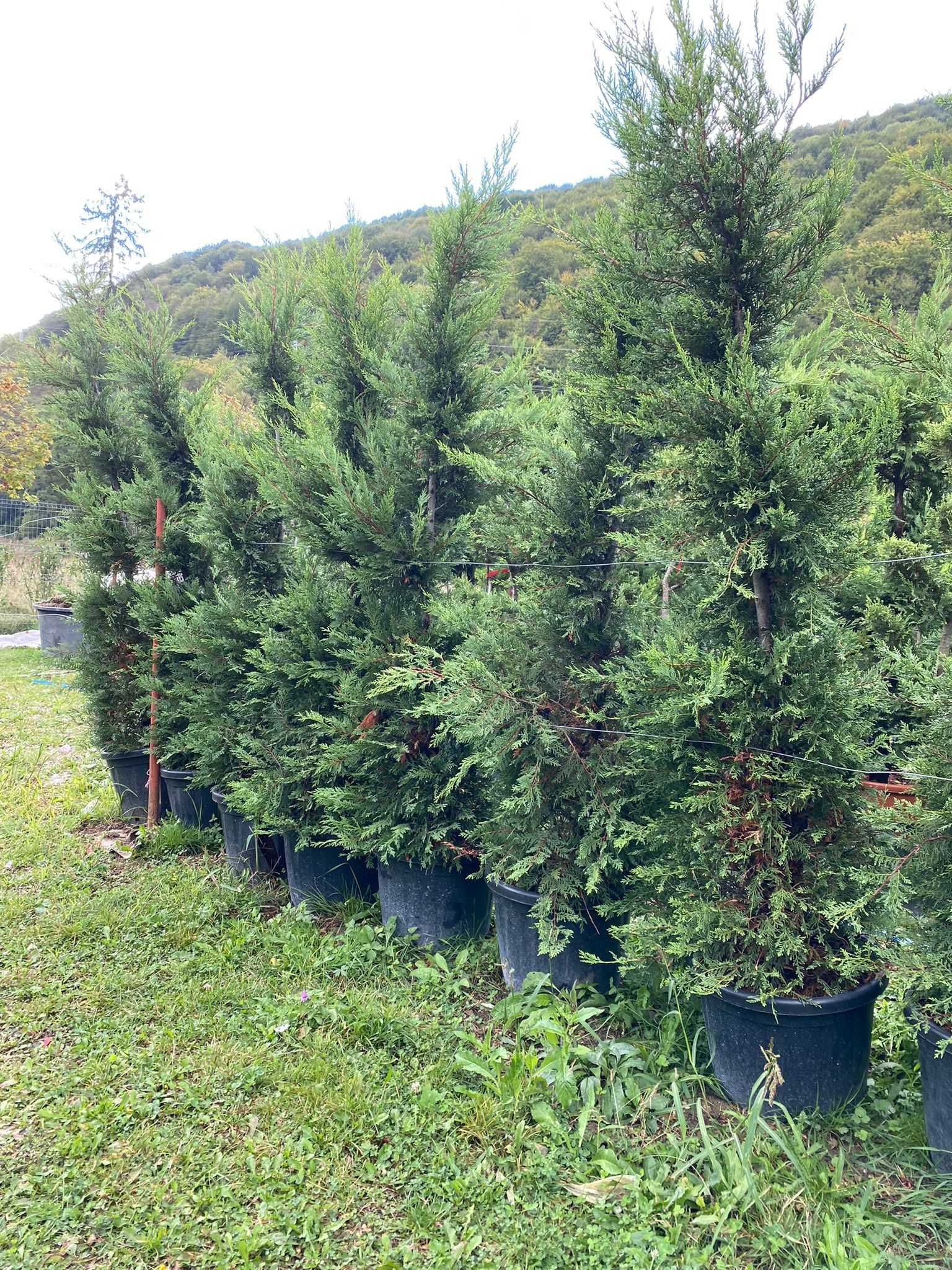 Cupressocyparis Leylandii 1.50-3m - Plantează acum pentru grădină