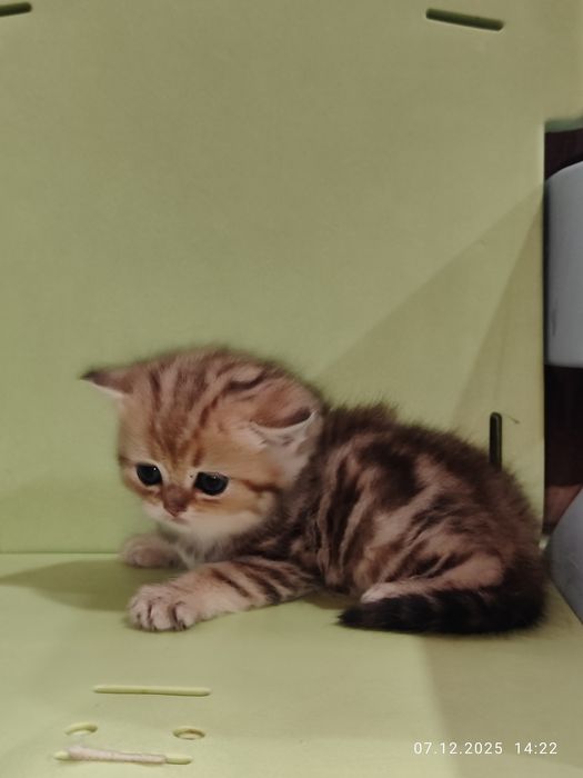 Продается Скоттиш страйт