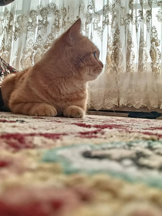 Skotish strayt Vyaska