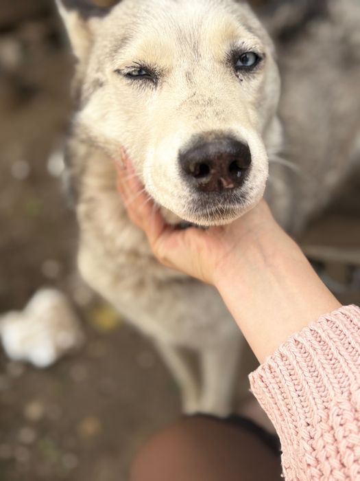 Husky femelă spre adopție–2 ani, gestantă (mix Husky–Malinois)