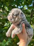 Bulldog francez blue merle