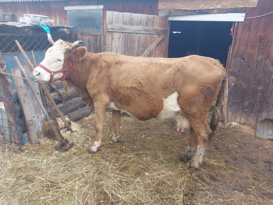 Vând vaca baltata romaneasca