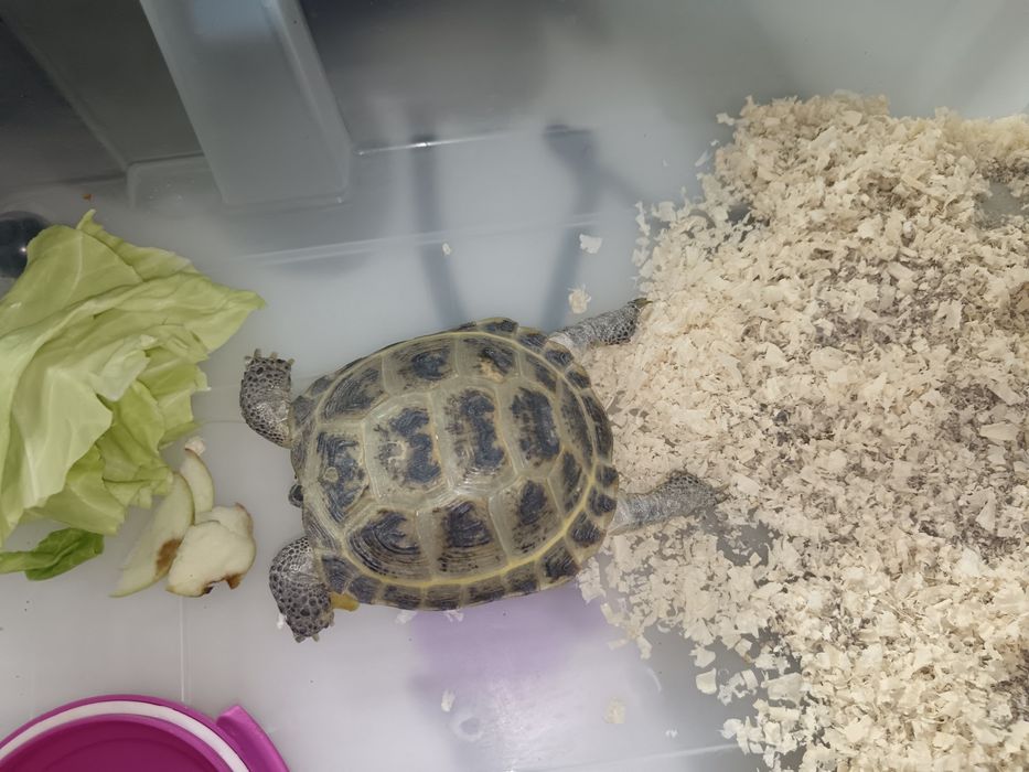 Черепаха сухопутная