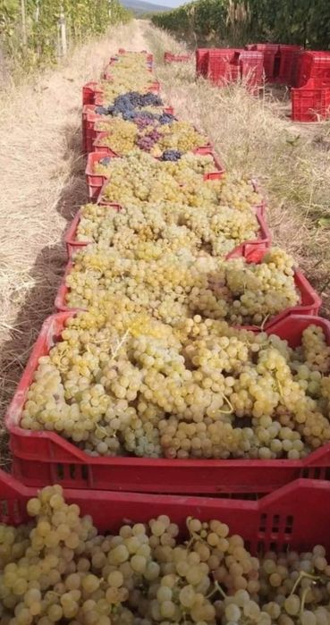 Vând struguri de vin producție 2025 avem toate soiurile posibile