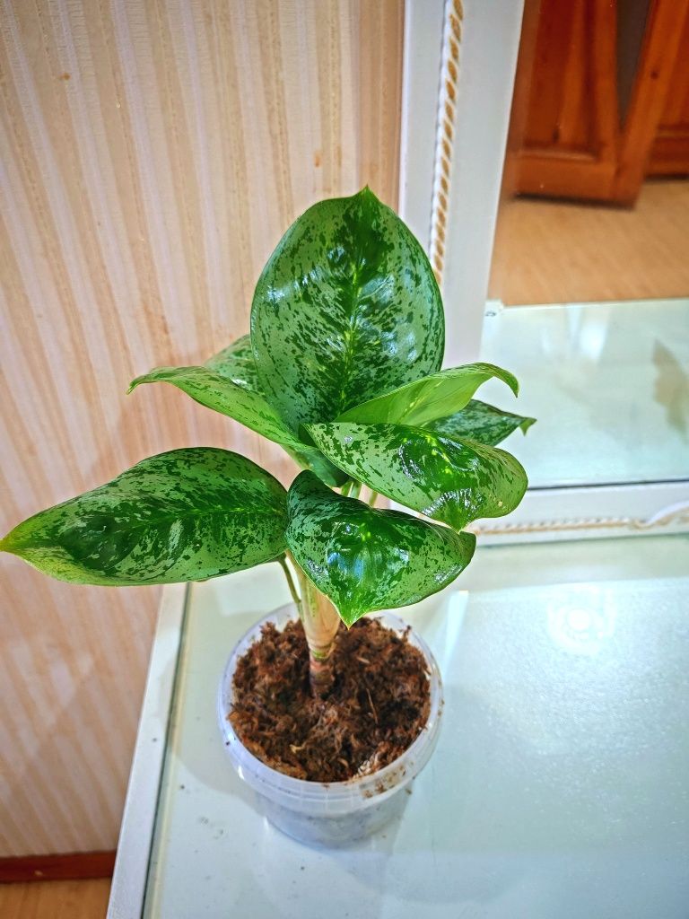 Аглаонема Лемон Минт (Lemon Mint)