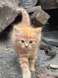 Pui pisica adoptie