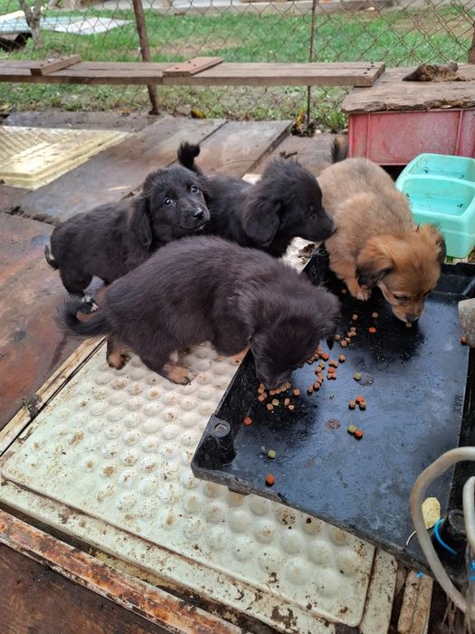 Donez 5 pui de căței  ,rasa comuna de talie medie,