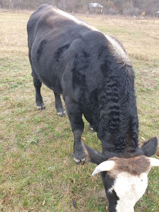 Vaca Angus, vaca la a 3a fătare și Taur