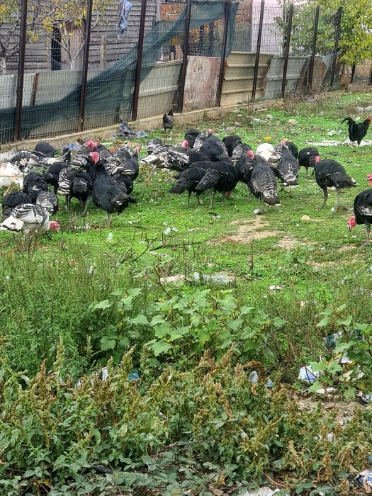 Vând curci și curcani