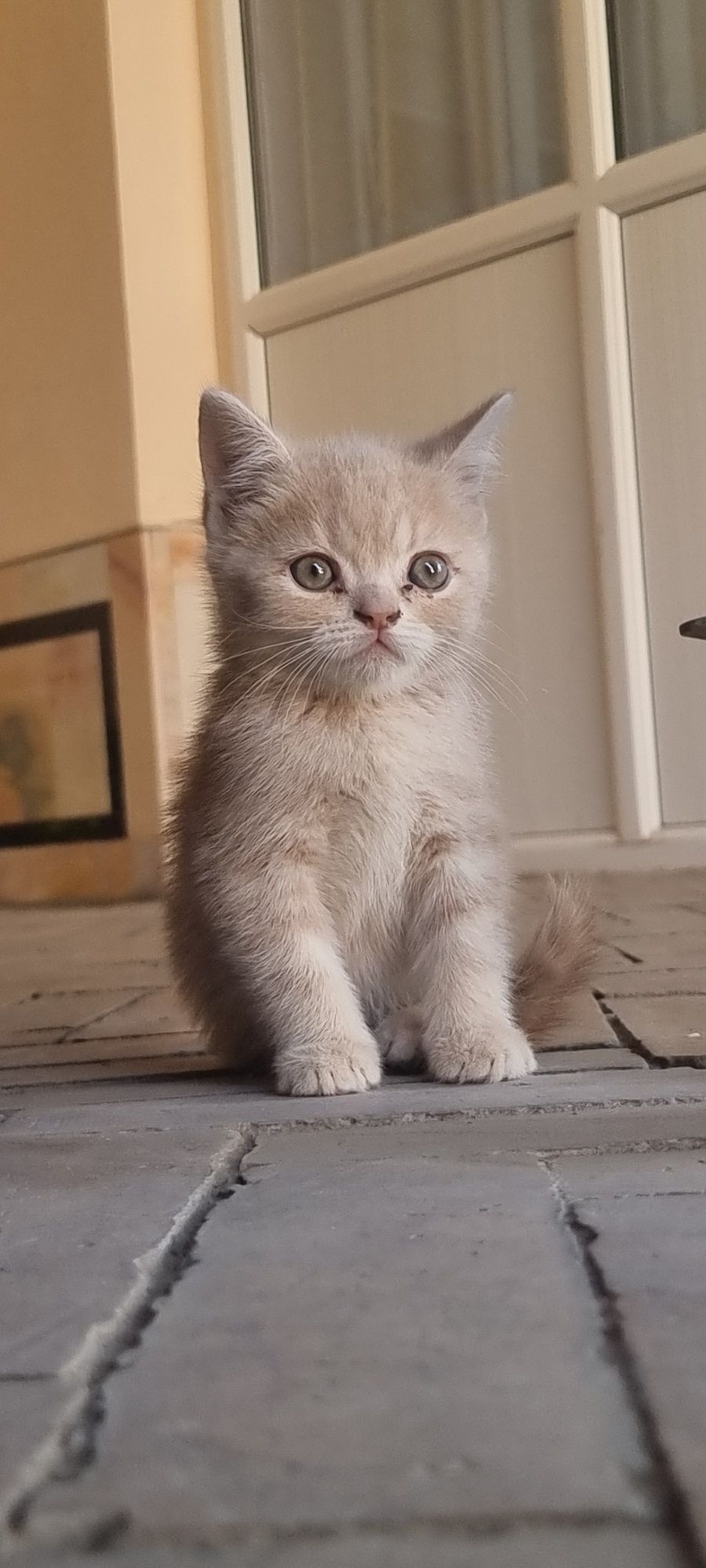 Котята продаются