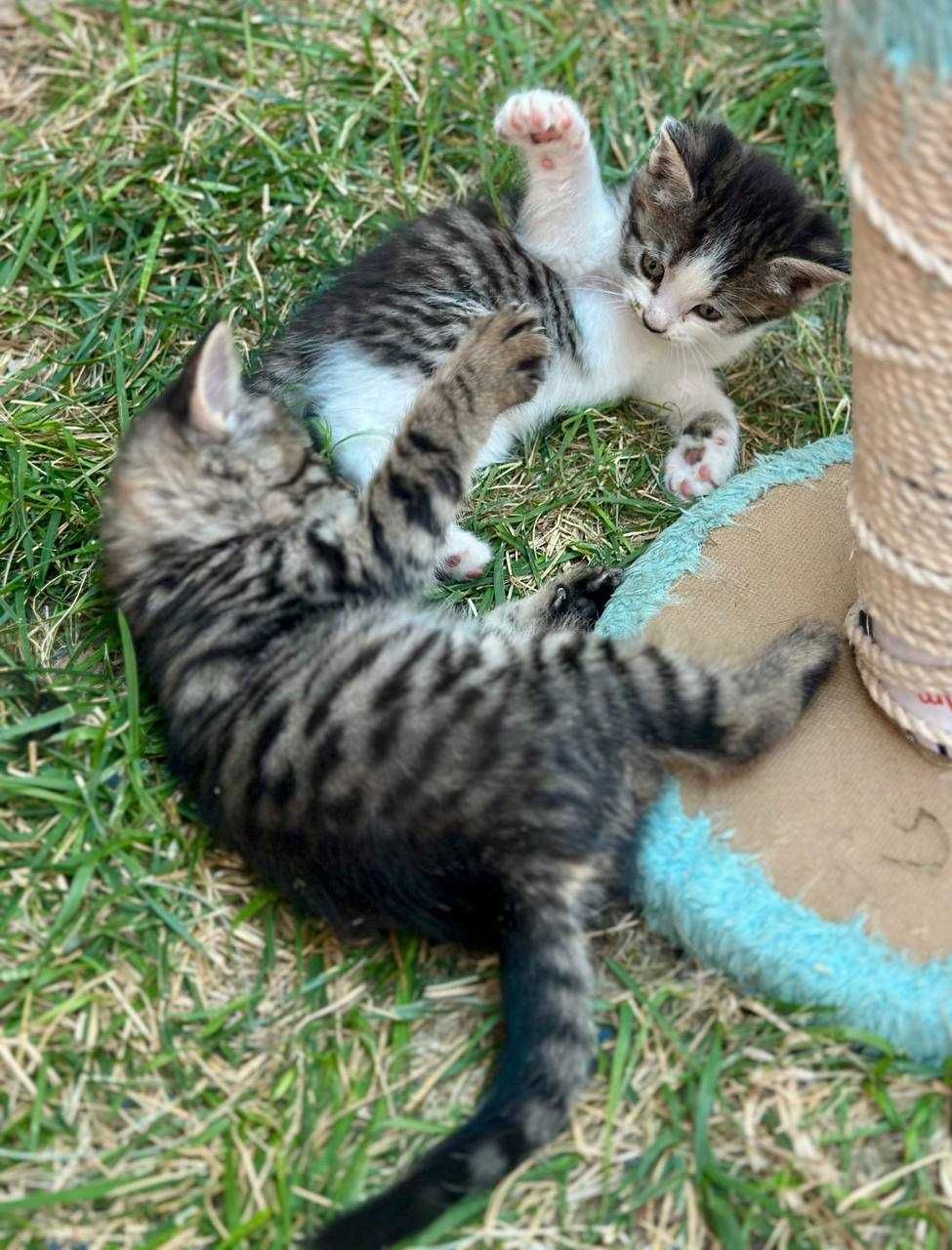 Котята в добрый руки