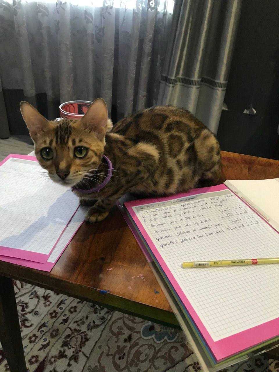 Котенок продается